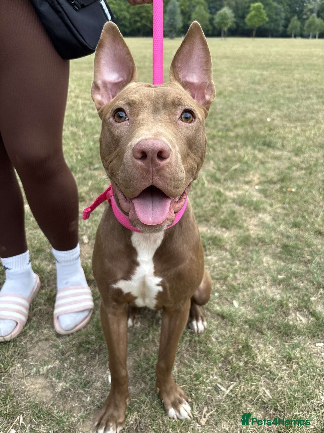 Mixed Breed dogs for sale: Dolch the Beauty - Image 4