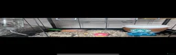 Rat rodents for sale:  OTTO & POE BONDED BROTHERS- 3 story cage included - Advert 12