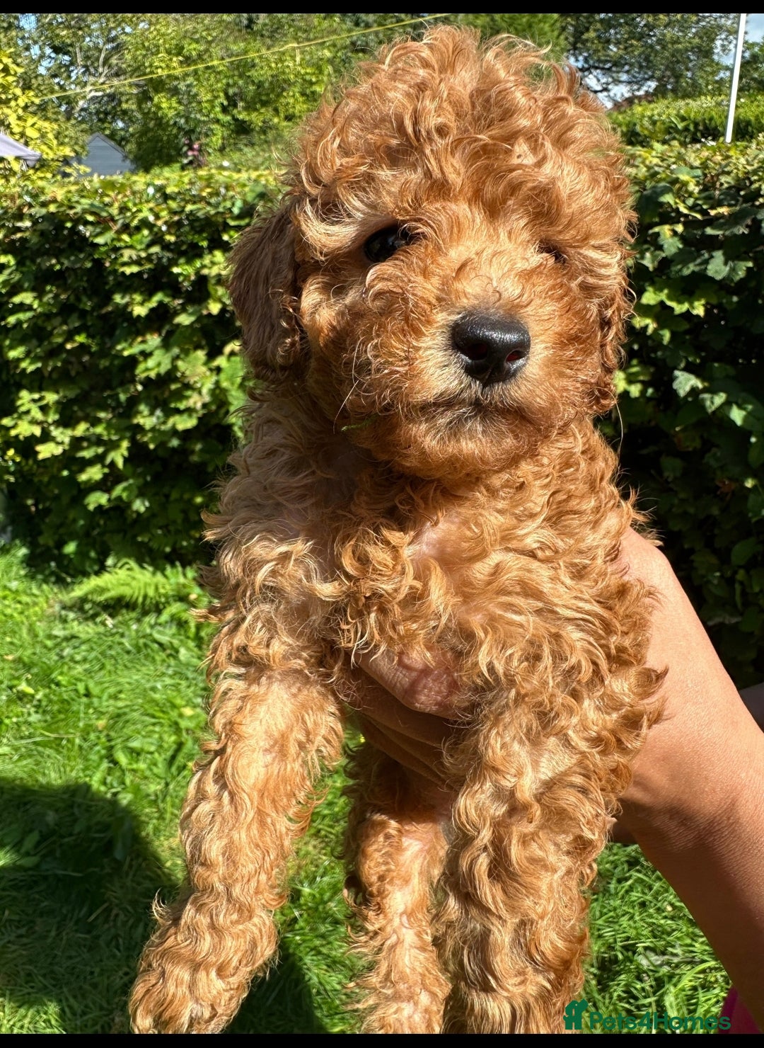Toy Poodle dogs for sale:  High Quality KC Registered Red Toy Poodle Puppies - Image 18