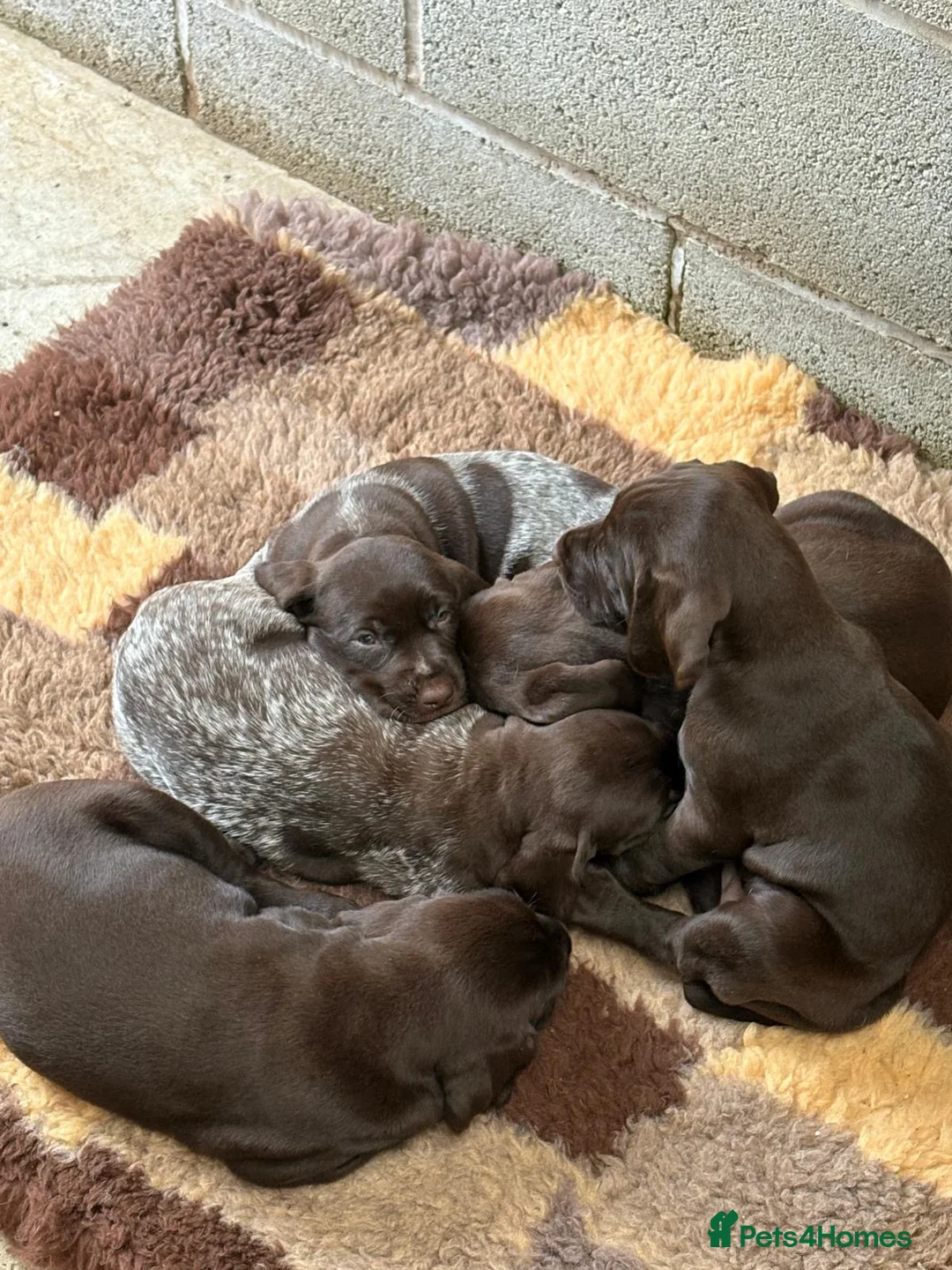 Mixed Breed dogs for sale: ⭐️ 5 Beautiful Pointer puppies for sale ⭐️ in Montgomery - Advert 9