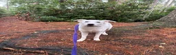 Mixed Breed dogs for adoption: Lulu - Norwich Norfolk  - Advert 12
