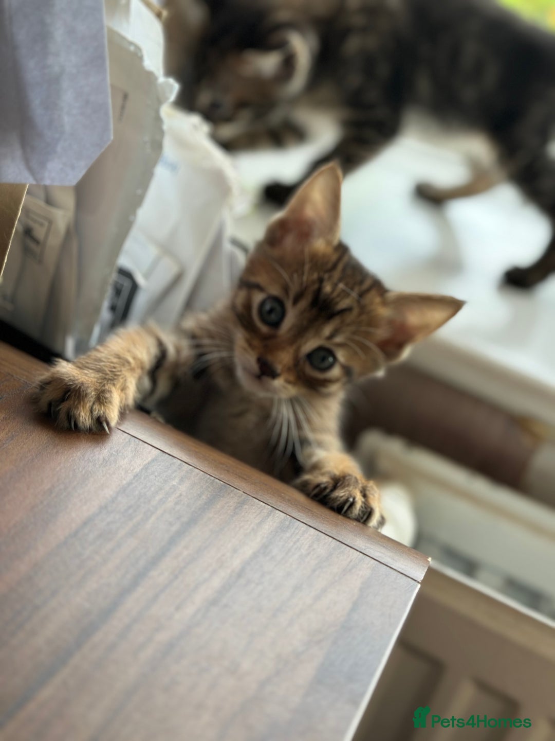 Maine Coon cats for sale: Mainecoon x  - Image 15