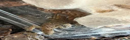 Gecko reptiles for sale: Mourning gecko + setup  in Rayleigh - Advert 2