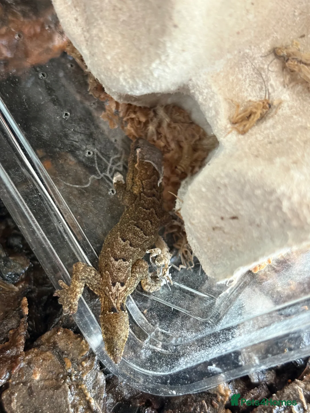 Gecko reptiles for sale: Mourning gecko + setup  in Rayleigh - Advert 2