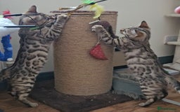 Bengal cats for sale: 13 week old Tica Registered Female Bengal Kitten in Falmouth - Image 14