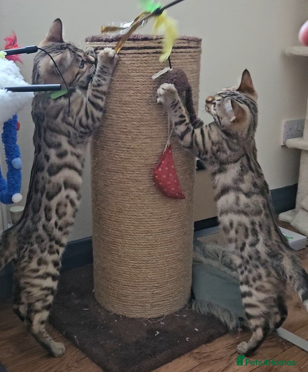 Bengal cats for sale: 13 week old Tica Registered Female Bengal Kitten in Falmouth - Image 14
