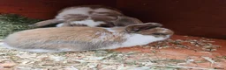 Mini Lop rabbits for sale: Mother & Bunnie for sale together  - Advert 13