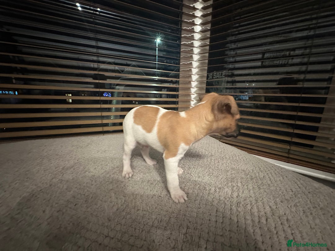 Jack Russell dogs for sale: Jack Russell puppies for sale - Advert 6