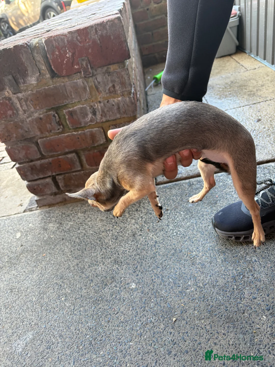 Chihuahua dogs for sale: Puppy  in London - Advert 3
