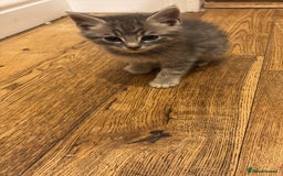Abyssinian cats for sale: Kitten - Image 2