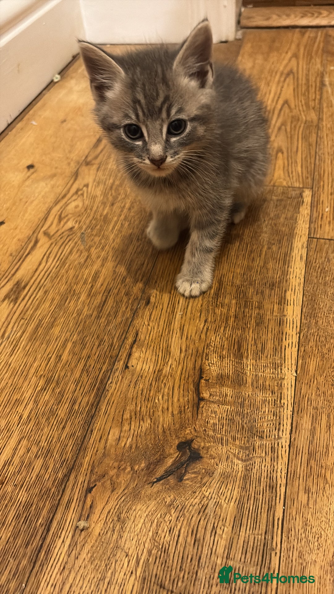 Abyssinian cats for sale: Kitten - Image 2