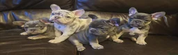 French Bulldog dogs for sale: Probably the best litter of Frenchies in the UK - Advert 19