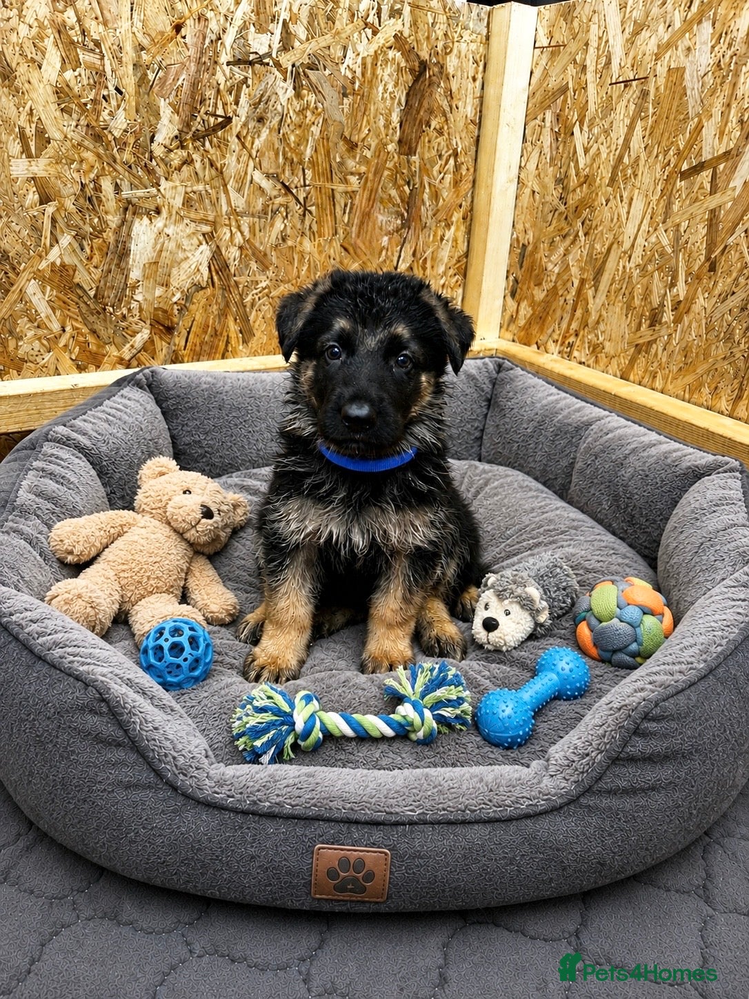 German Shepherd dogs ⭐️ONLY 1 GERMAN SHEPHERD BOY LEFT ⭐️  - Advert 3