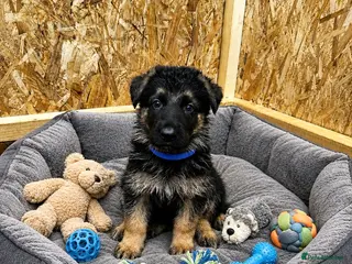 German Shepherd dogs ⭐️ONLY 1 GERMAN SHEPHERD BOY LEFT ⭐️ - Advert 3