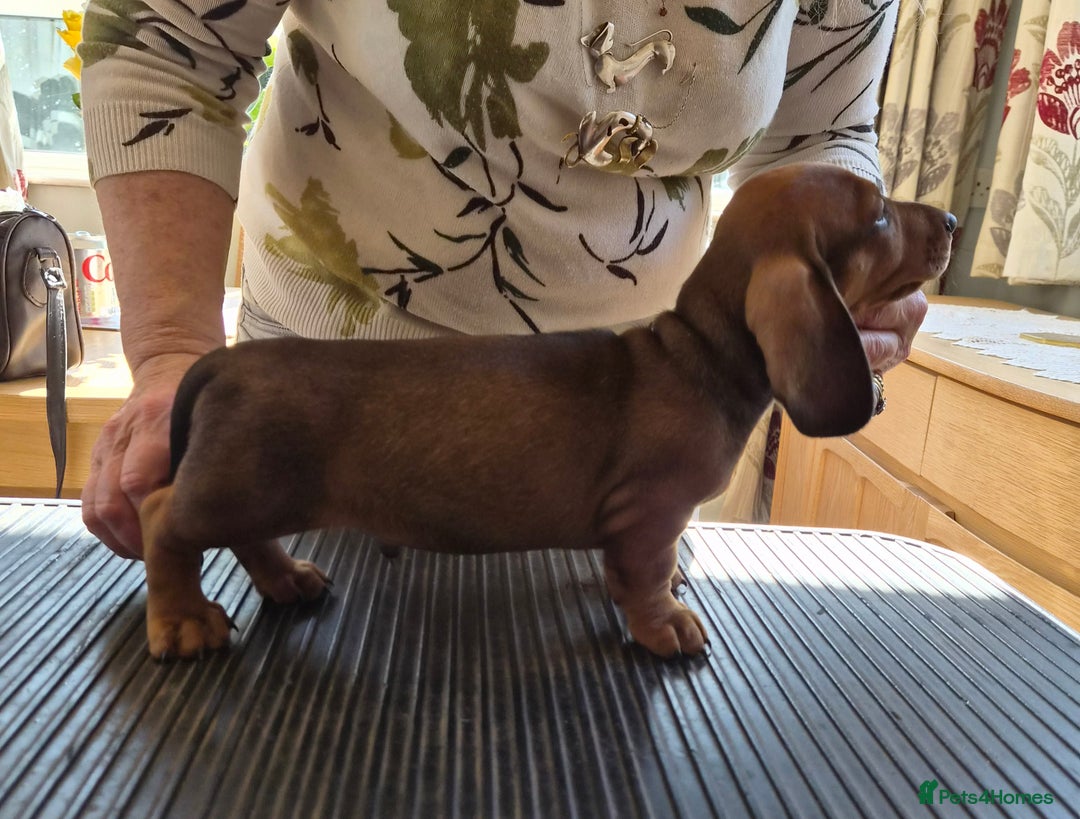 Dachshund dogs for sale: Stunning standard smooth haired dachshunds - Image 5