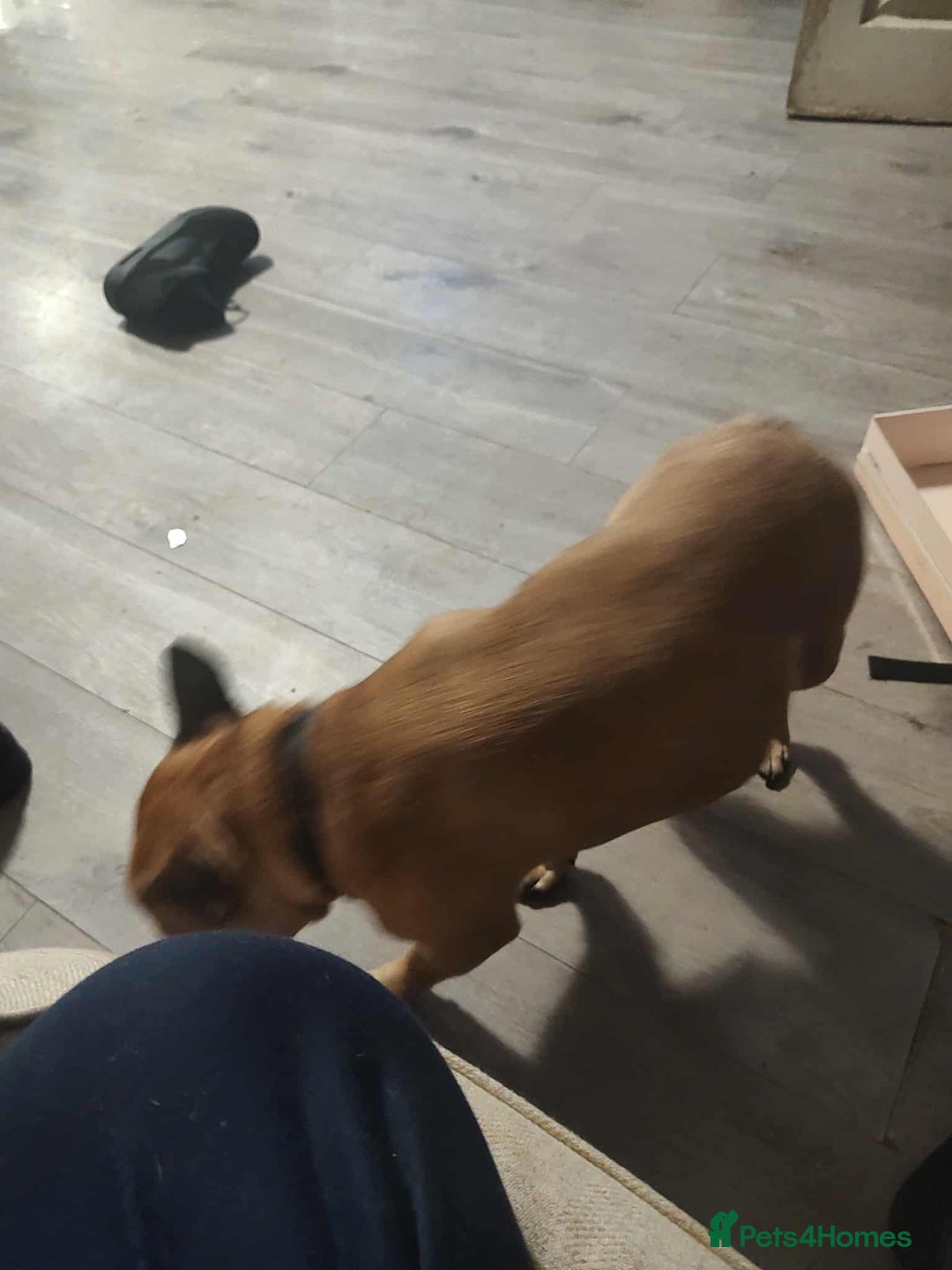 French Bulldog dogs for sale: Female French bulldog  - Advert 5