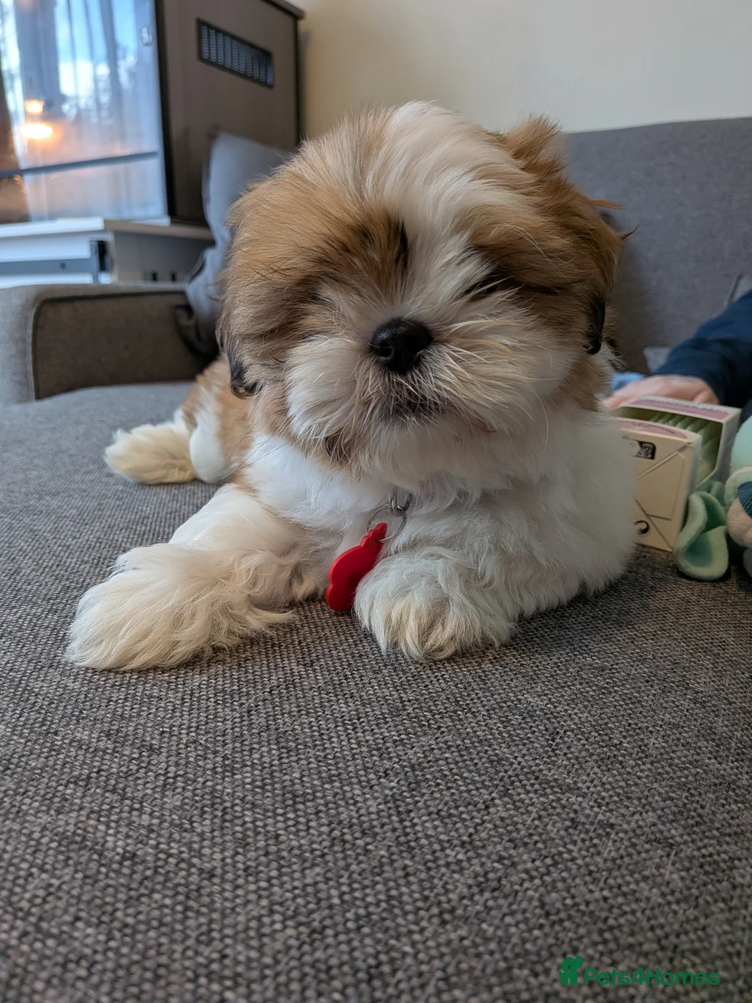 Shih Tzu dogs for sale: 🐾 Special boy looking for a special lap in Welling - Advert 13