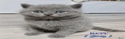 British Shorthair cats for sale: British Shorthair - Advert 3
