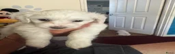 Maltese dogs for sale: 2 lovely boys for sell!! in Bristol - Advert 5