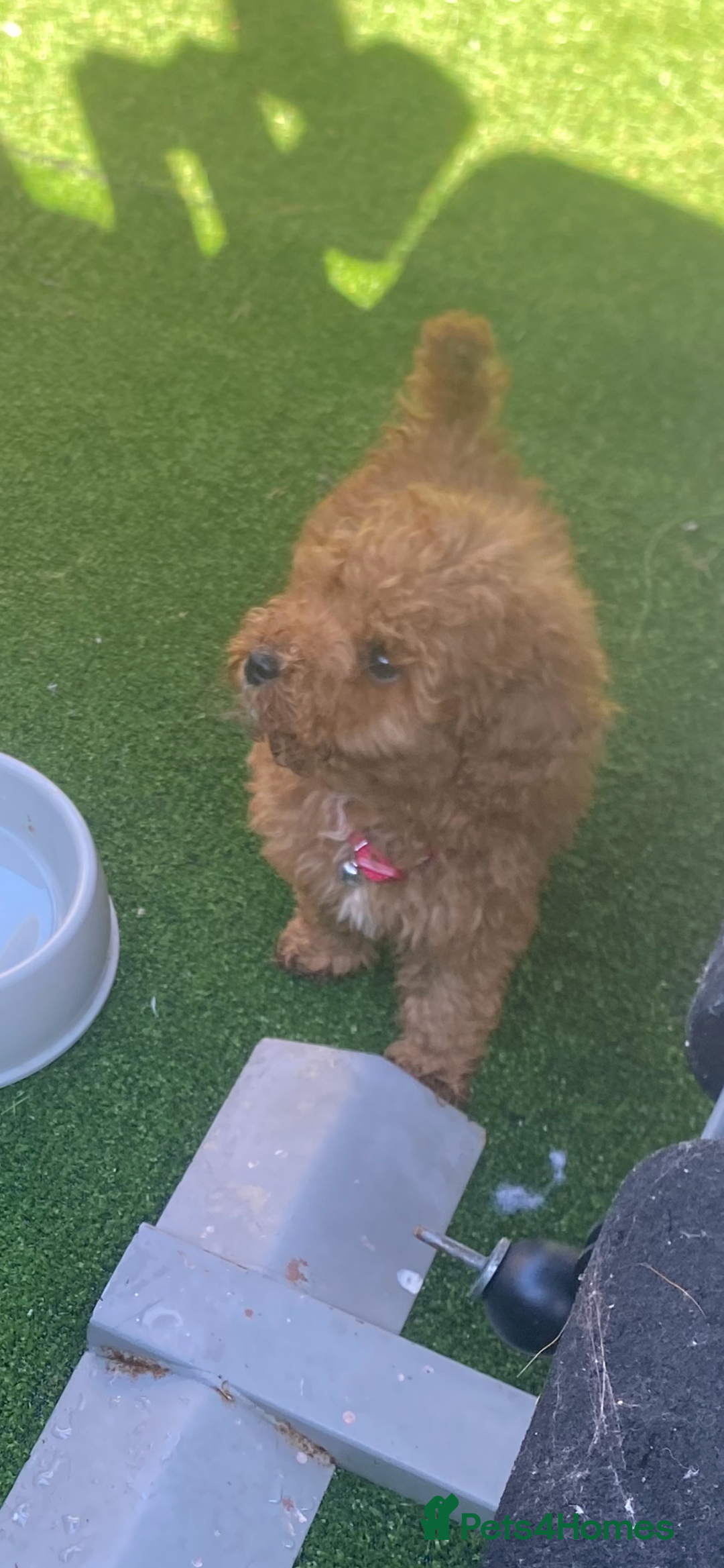 Poodle dogs for sale: Toy poodle puppies for sale  - Image 10