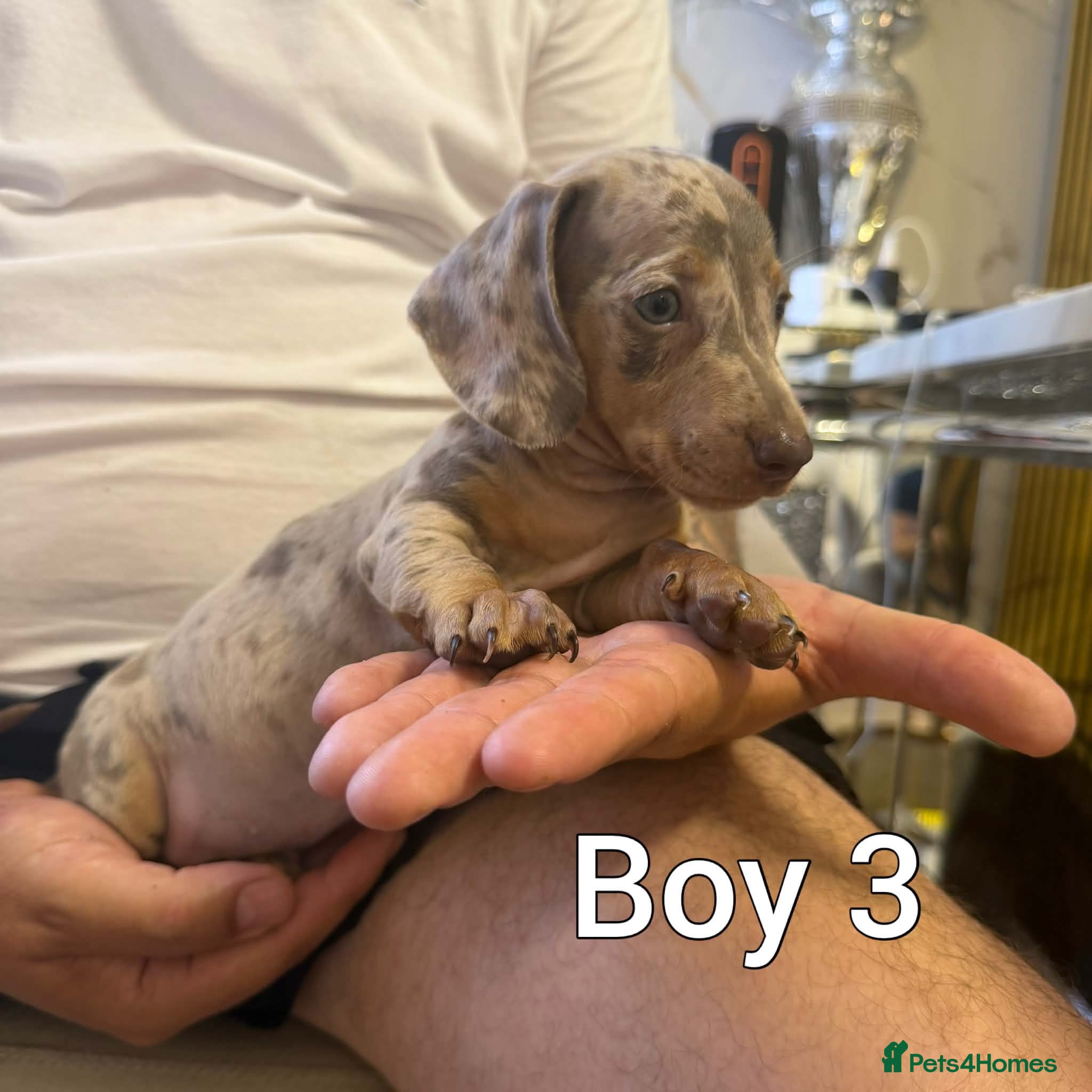 Miniature Dachshund dogs Miniature Dachshund - Advert 1