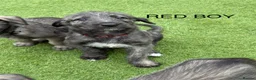 Irish Wolfhound dogs for sale: Health Tested, KC Reg Irish Wolfhounds  - Advert 19