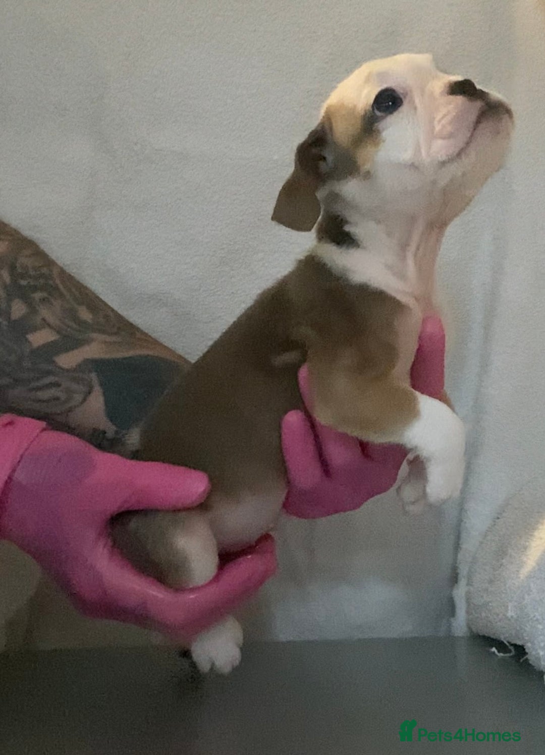 English Bulldog dogs for sale: KC registered English Bulldog Puppies  - Image 18
