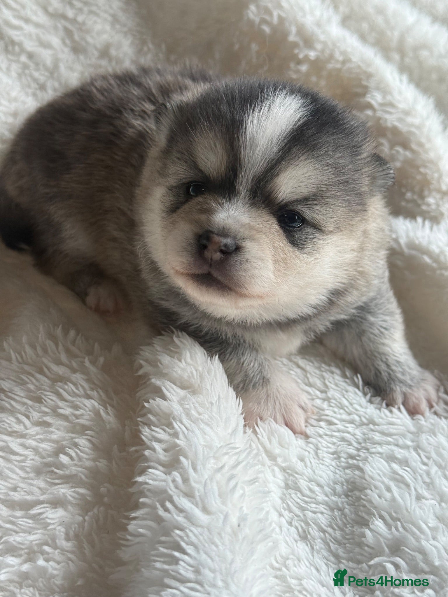 Pomsky dogs Stunning F1B Pomsky’s - Advert 1