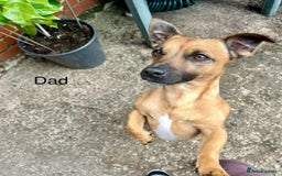 Jack Russell dogs for sale: ** Stunning Pure Miniature Jack Russell Pups ** - Image 20