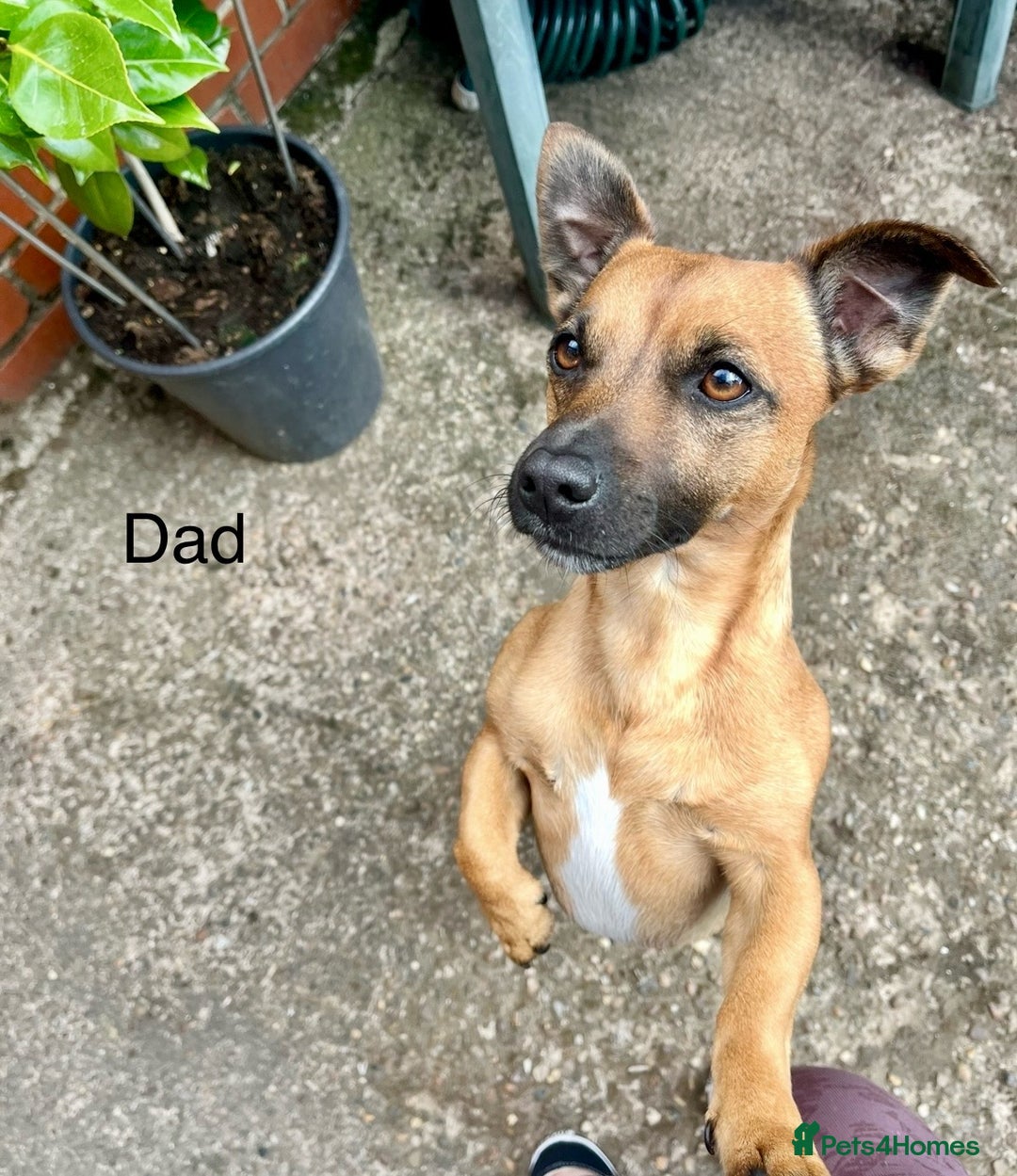 Jack Russell dogs for sale: ** Stunning Pure Miniature Jack Russell Pups ** - Image 20