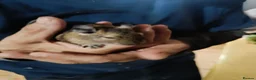 Degus rodents for sale: Degus in Royston - Advert 4
