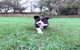Border Collie dogs for sale: Border collies puppies - Image 29