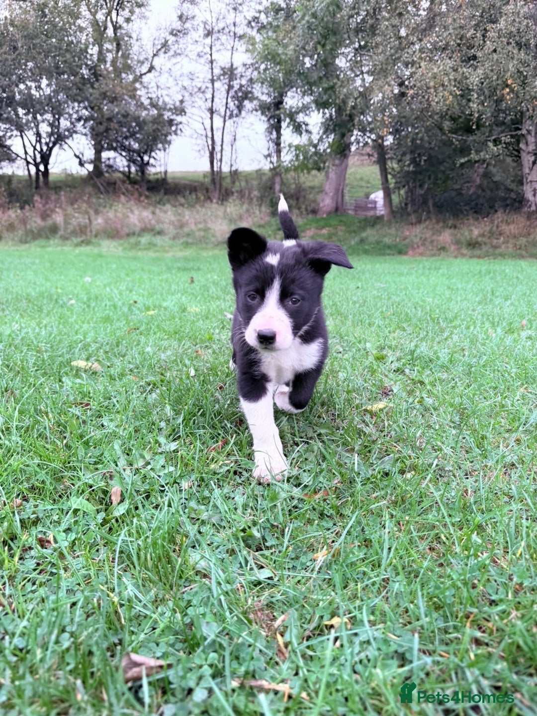 Border Collie dogs for sale: Border collies puppies - Image 29
