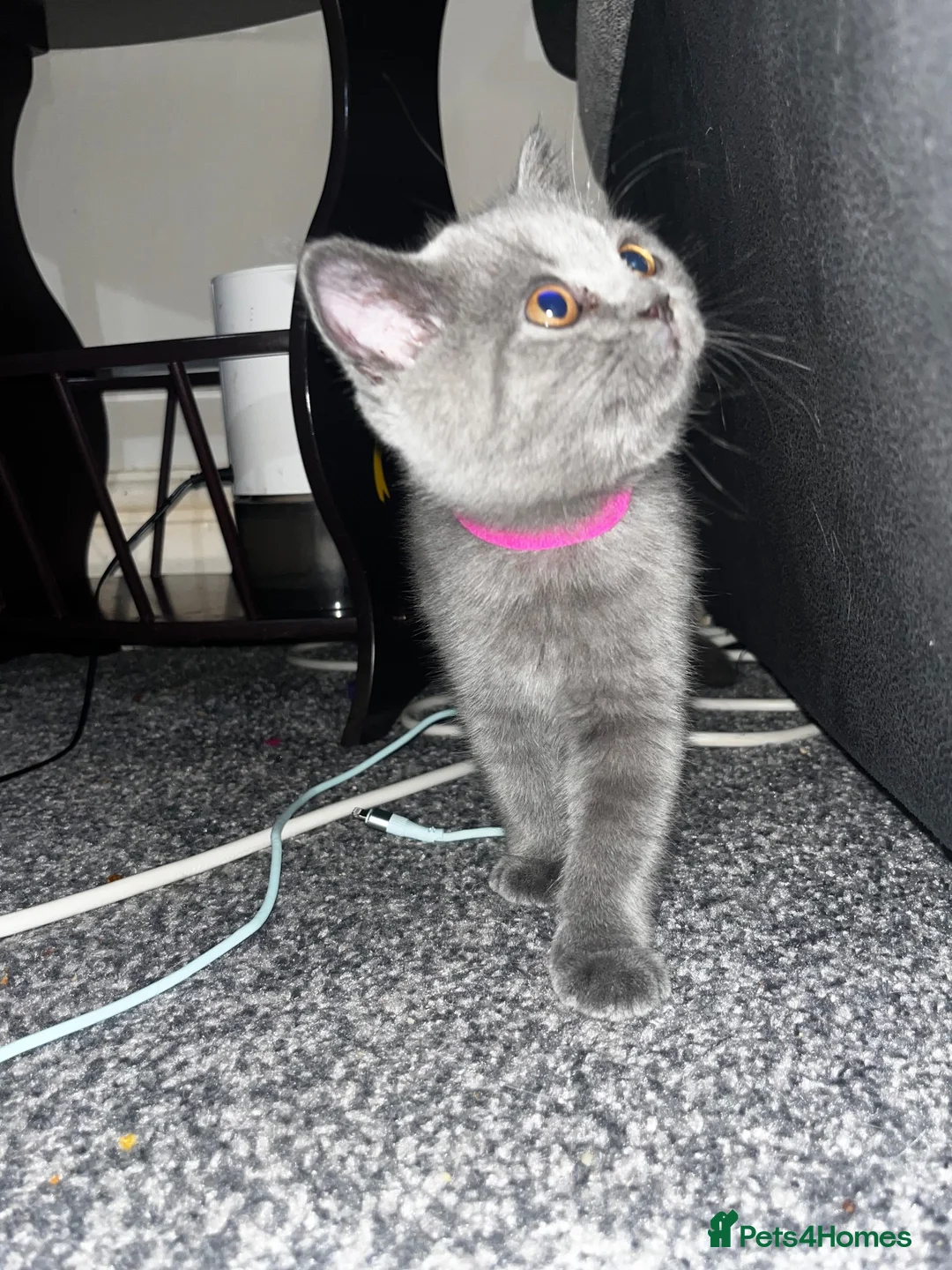 British Shorthair cats for sale: 6 little babies looking for a loving home - Advert 2