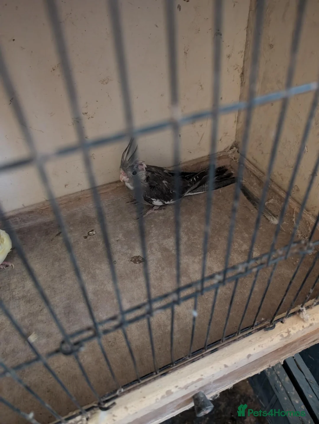 Cockatiels birds for sale: Cockatiels  in Walsall - Advert 2