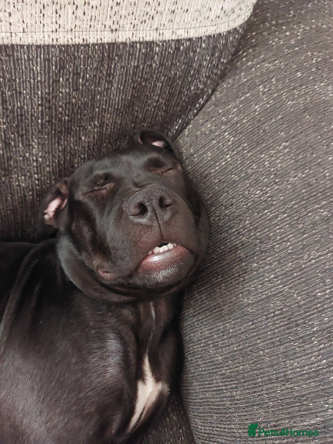 Mixed Breed dogs for sale: Mix breed staffy/rotti - Advert 3