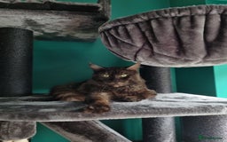 Maine Coon cats for stud: Sake  - Image 1