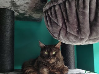 Maine Coon cats - Advert 1