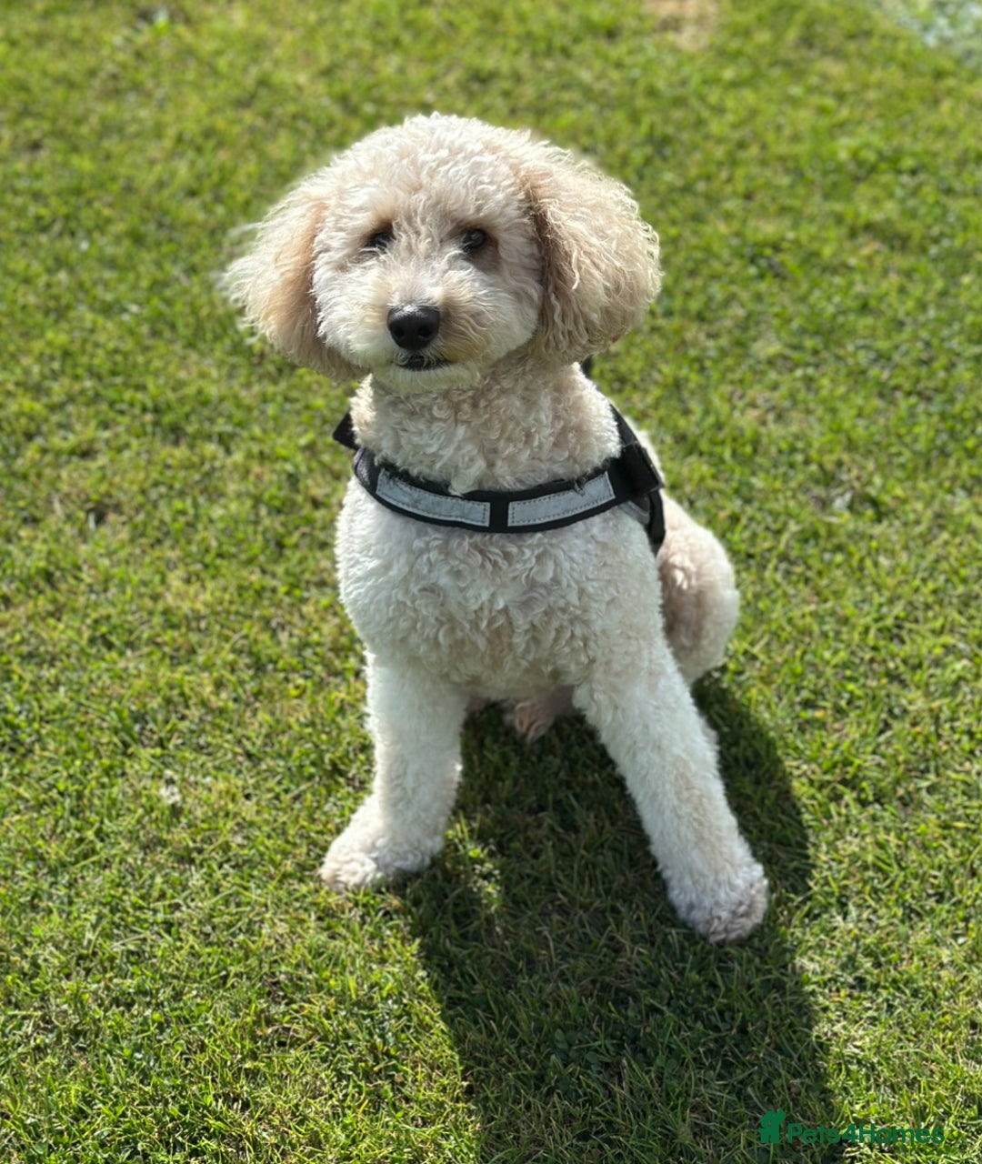 Cockapoo dogs for stud: Cockapoo for stud  - Advert 3