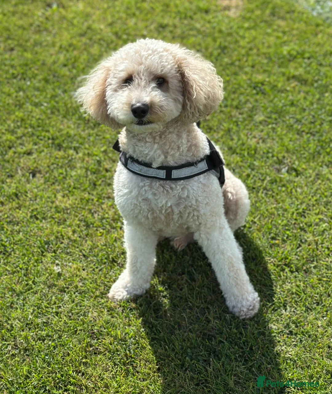 Cockapoo dogs for stud: Cockapoo for stud  - Advert 3