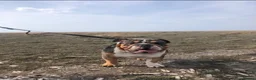 English Bulldog dogs for stud: BRUNO tri merl English bulldog ready for stud 🦍🦍 - Advert 14