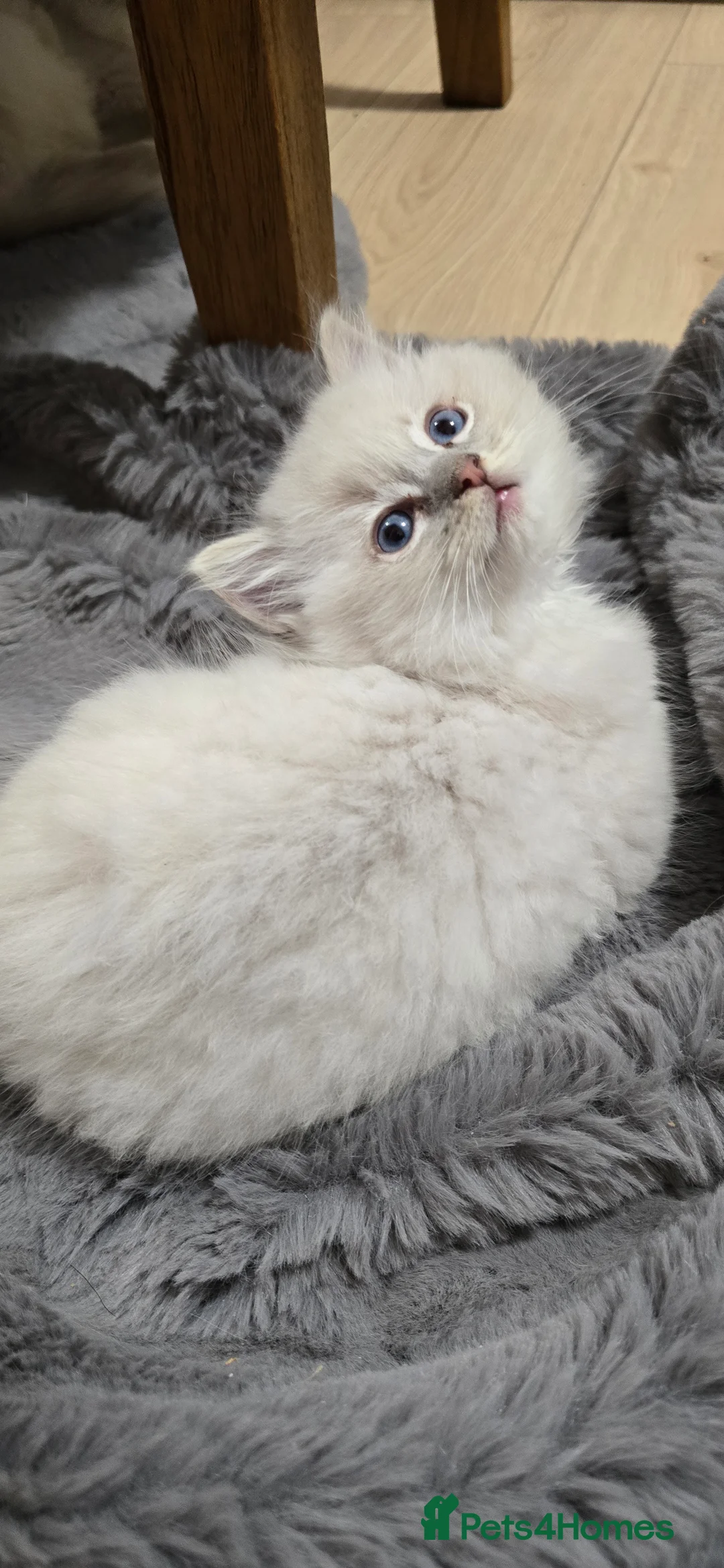 Ragdoll cats for sale: Stunning Ragdoll kittens .TICA registered  - Advert 14