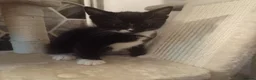 American Shorthair cats for sale: 6 gorgeous mix breed kittens  - Advert 12