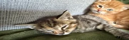 Maine Coon cats for sale: 3 gorgeous kittens  - Advert 6