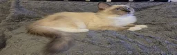 Ragdoll cats for sale: Fluffy Ragdoll Kittens  - Advert 9