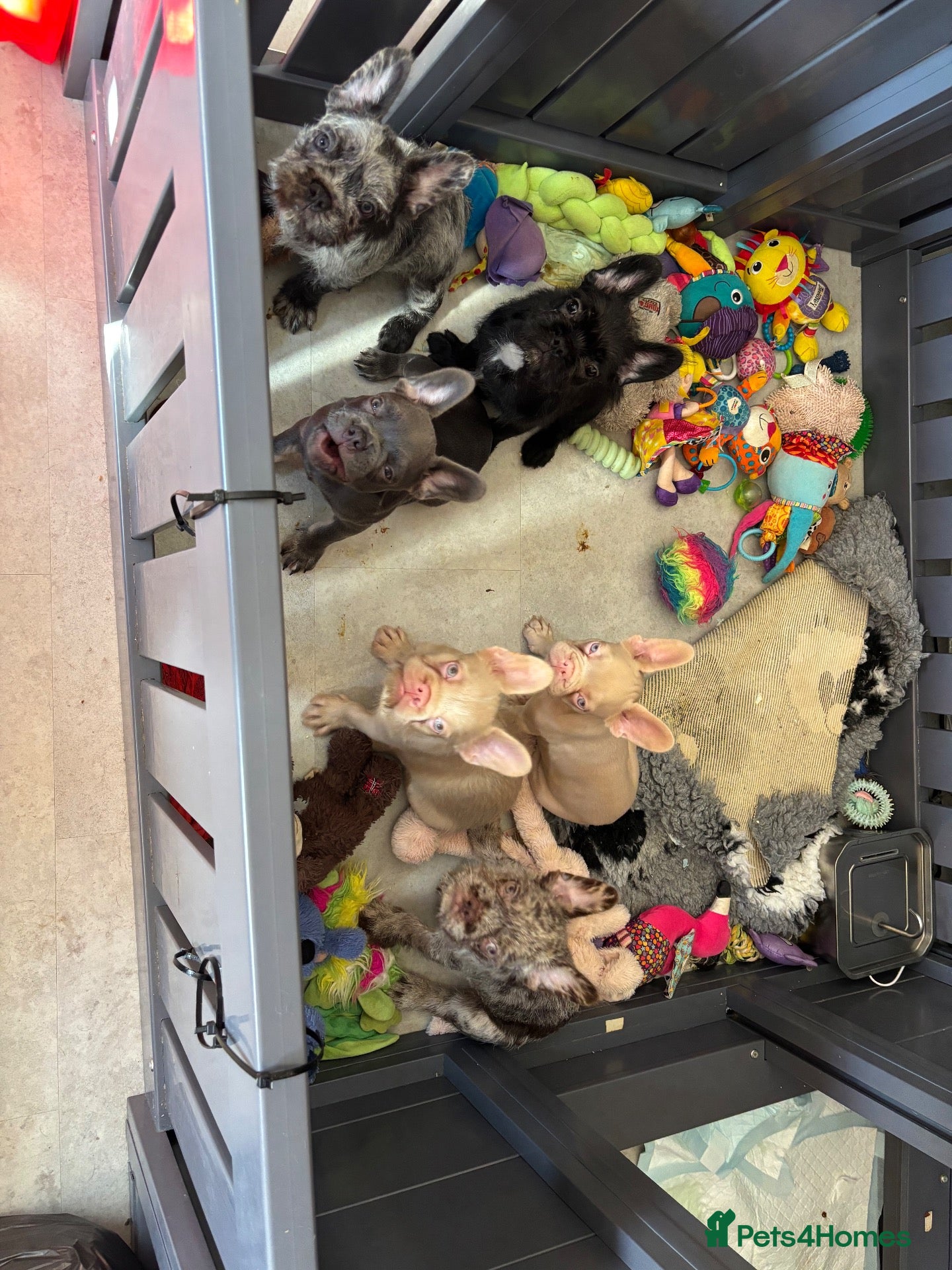 French Bulldog dogs final reduction Ready for new Sofa ❤️ and walkies - Advert 1
