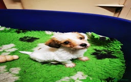 Mixed Breed dogs for sale: 2 Jack Russell cross puppies for sale - Advert 3
