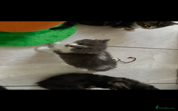 Mixed Breed cats for sale: Ragdoll cross  - Image 4