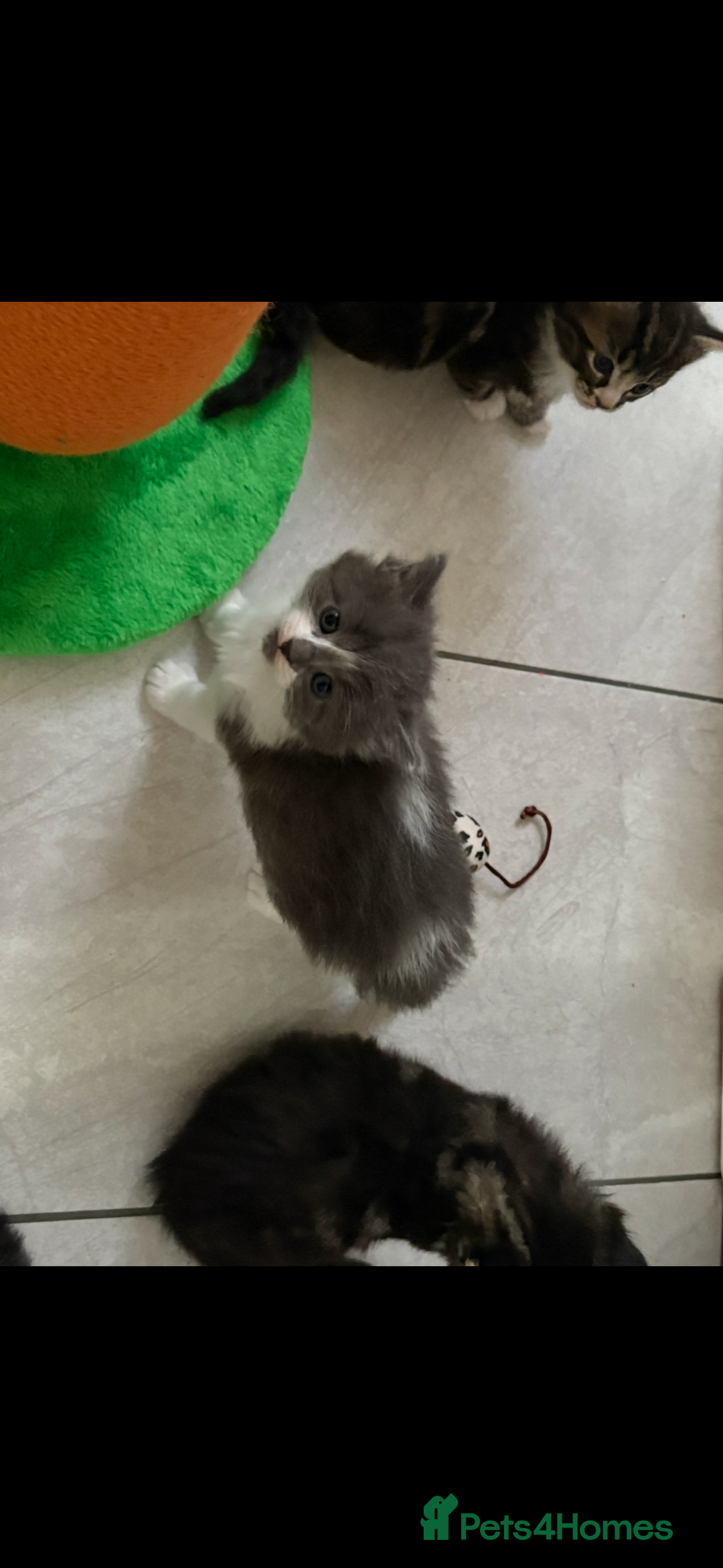 Mixed Breed cats for sale: Ragdoll cross  - Image 4