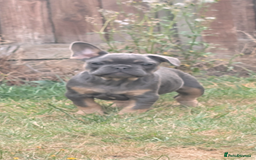 French Bulldog dogs for sale: French bulldog puppies!!! - Image 2